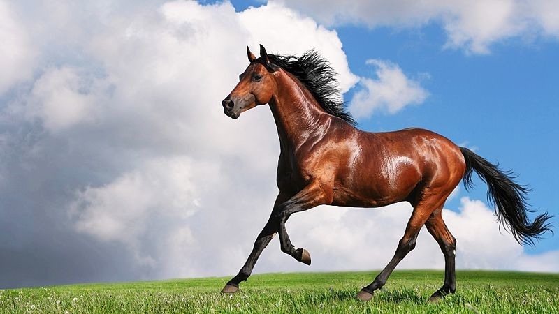 What You Need To Know: Horses