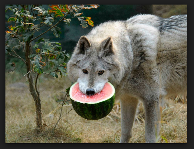 A wolf in its natural habitat.
credit:https://www.buzzfeed.com/expresident/wolf-enjoys-a-watermelon?utm_term=.olk672m03w#.tknwMonkyV