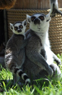 Here is little baby Violet with her mother, Nova. 