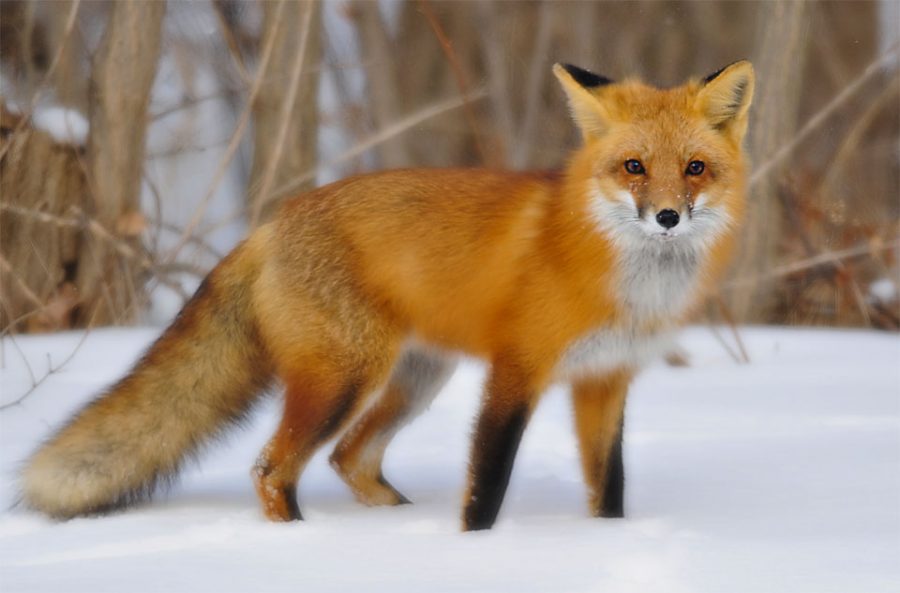 Foxes are hard to see in the wild.
