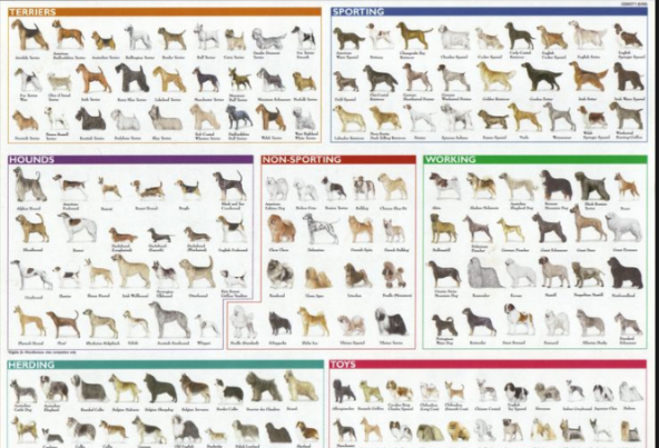 As you can tell, there are many different dog breeds. What breed would you choose? 