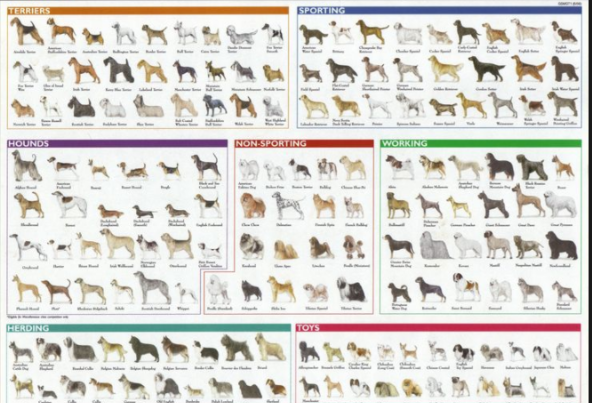 Number of 2024 dog breeds