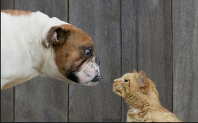 A dog menacingly looking at a cat