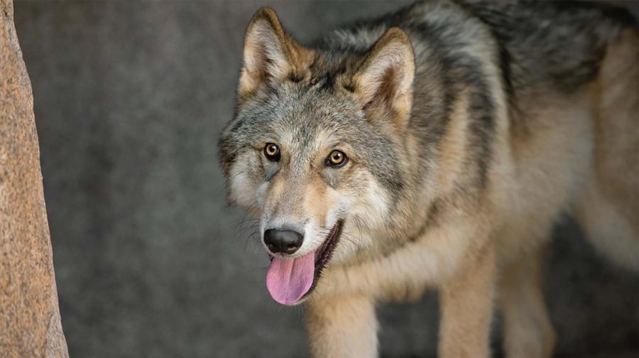 http://animals.sandiegozoo.org/sites/default/files/2016-12/Wolf_ZN.jpg