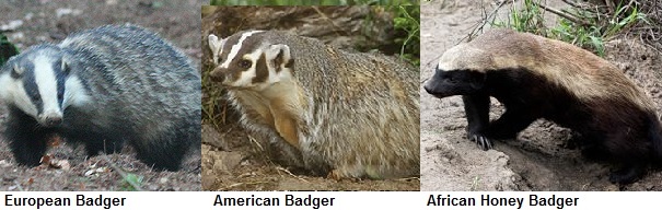 Click on picture to see clearer. European badger (left) North American Badger (middle) and African Honey Badger (far right). 