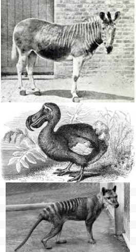 Top: Quagga, Middle: Dodo, Bottom: Tasmanian Tiger. If you want to learn more about these animals, click on this story!