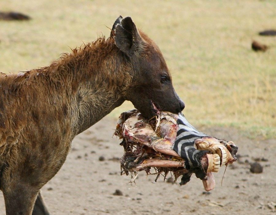 Here is a Spotted Hyena clamped onto a decapitated Zebra head. Source:African Wildlife Detective