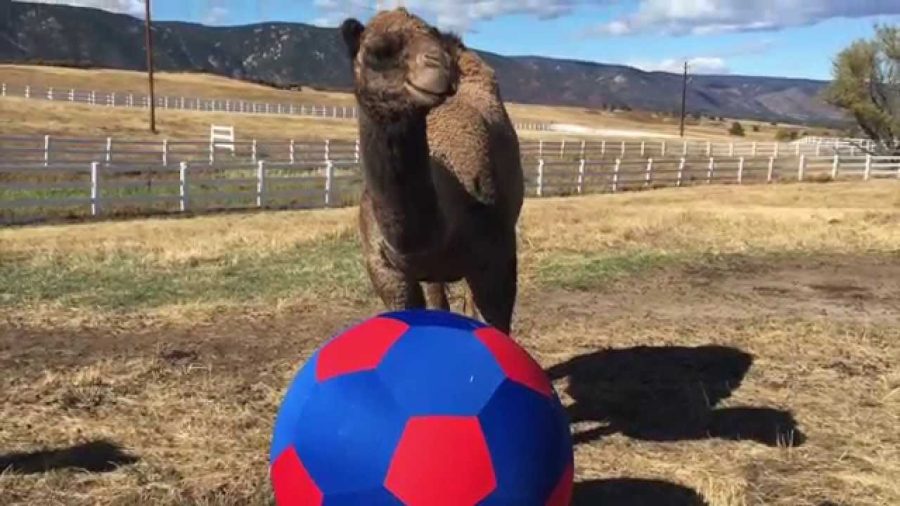 Camel soccer!
Source: YouTube