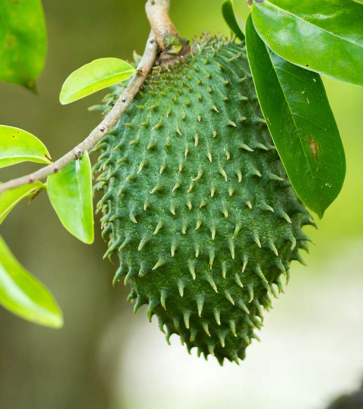 Soursop