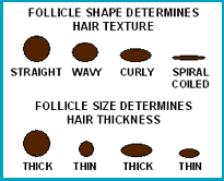 Big Question Why Do Different People Have Different Hair Textures