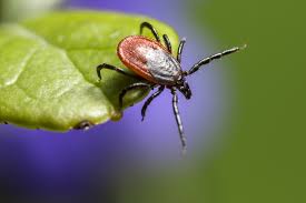 This is a Deer Tick questing. If you dont know what questing is, then read my story!