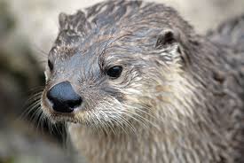 This is a River Otter. Note the small ears and nose pads. 