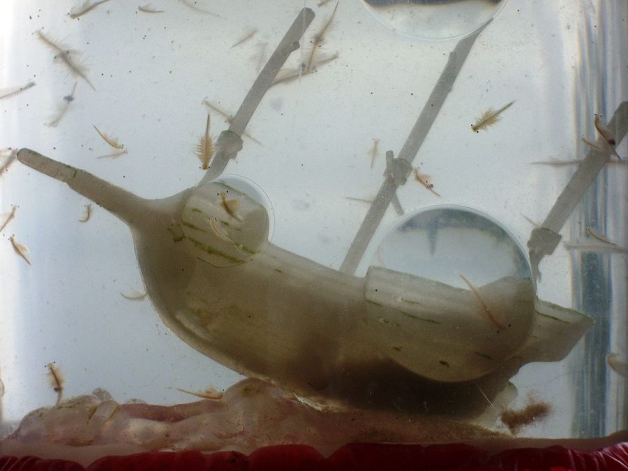 These are adorable little Sea Monkeys swimming around with a pirate ship. 