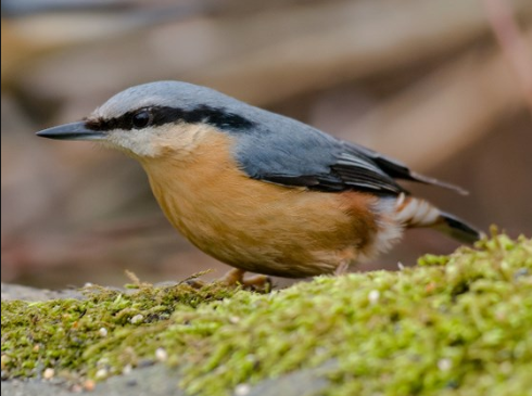 A nuthatch. A bird that is seen in Kansas.