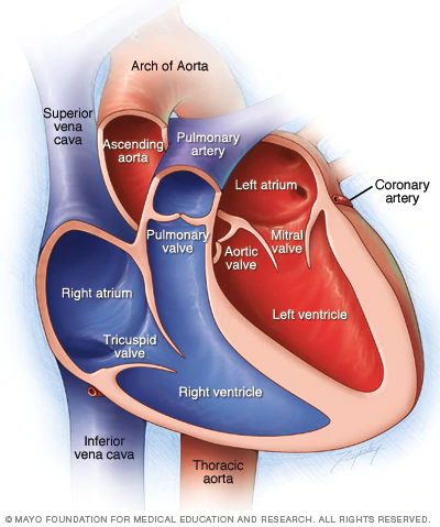 These are the four chambers in the heart.