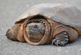 A snapping turtle.