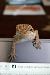 This is my Bearded Dragon, Eddie.