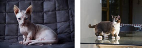 The first cat is a hairless cat and the second is a munchkin cat