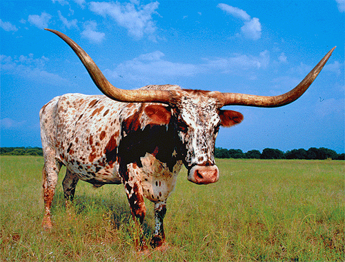 This is a longhorn