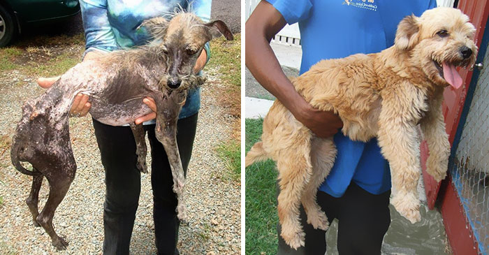 This is an before and after of an abused dog.