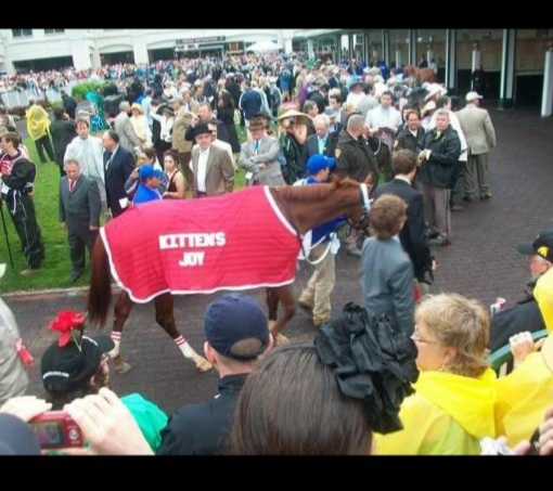 Kittens Joy headed to the paddock area.