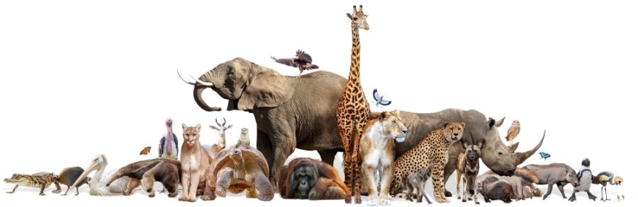 ZOOtastic Information About Zoos