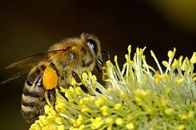 Bee on a flower getting pollen.