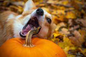 This is a Pembroke Welsh corgi, it seems to be trying to eat the pumpkin stem.