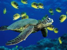 This is an image of a sea turtle by some fish.