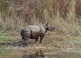 The Javan Rhino, One of the very few left.