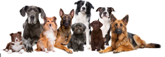 These are some of the different breeds of dogs.