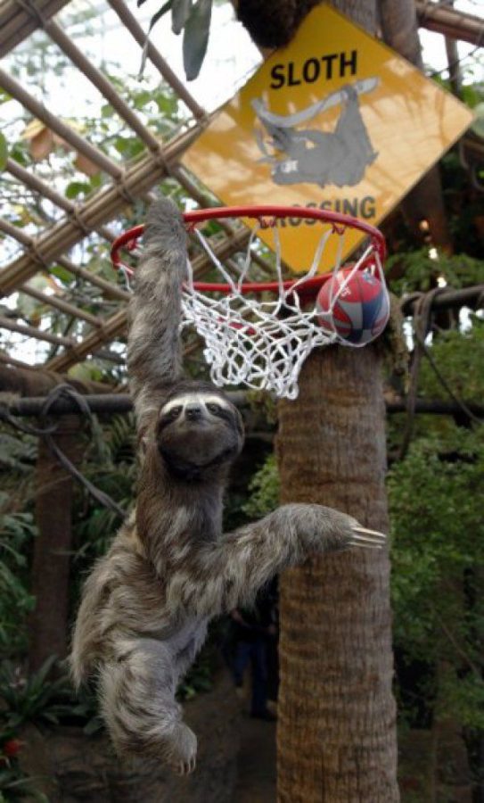 Just a Sloth dunking with its insanely strong Claws.