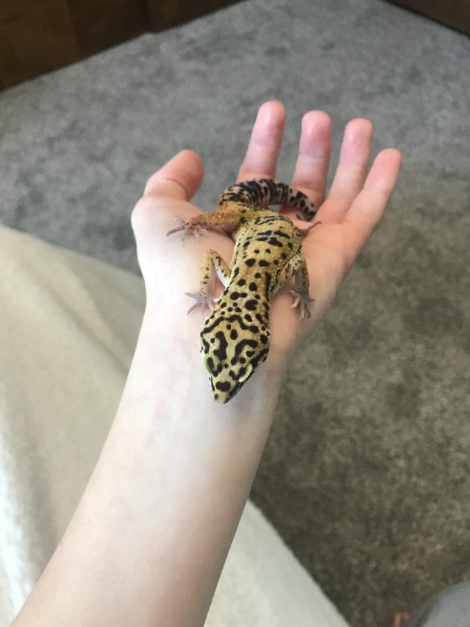 Leopard Gecko being Held