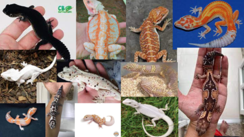Lizards: Different Breeds/Morphs