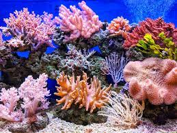 Types of corals.