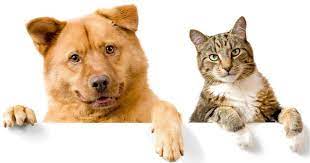 A nice dog and cat!