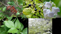 These are the poisonous plants 