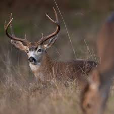 deer in the tall grass