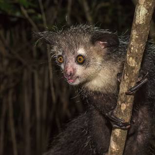 Aye-aye, nocturnal lemur of Madagascar