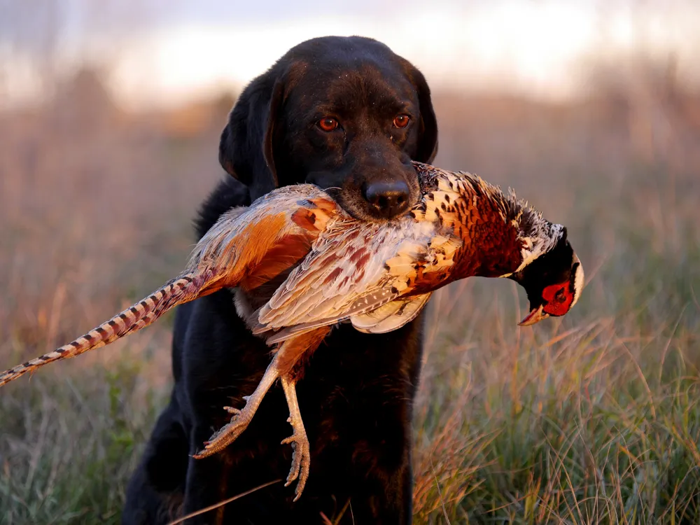 This is a hunting dog holding a pheasant 