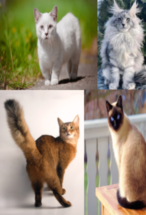 Four different kinds of cats.