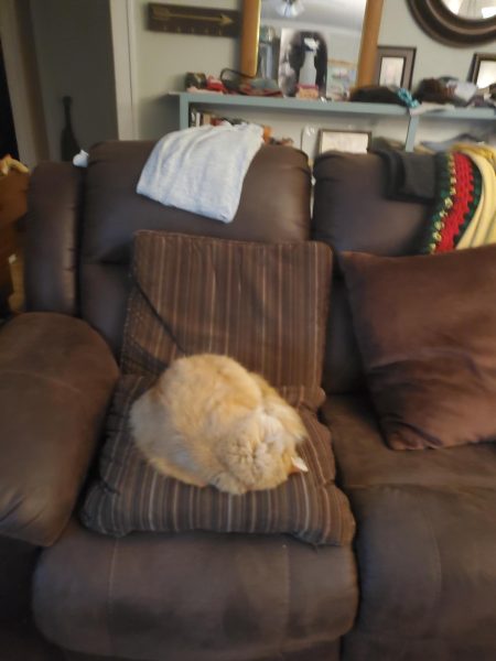 The fluff ball curled up on the couch several years later.