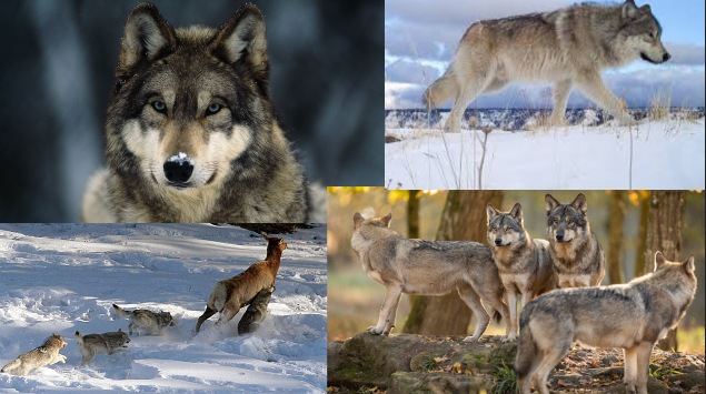 Gray wolves around the world.