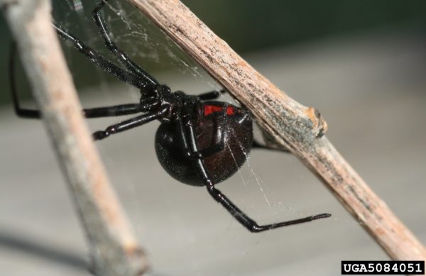 (not my picture obviously) A black widow