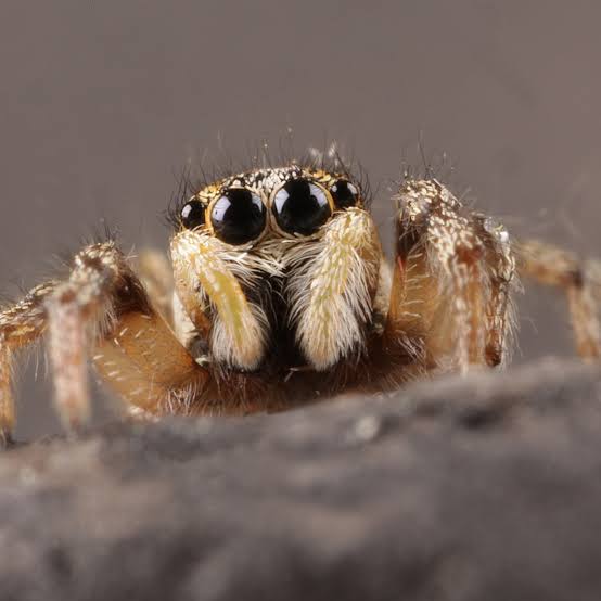 4 Interesting Facts About Jumping Spiders