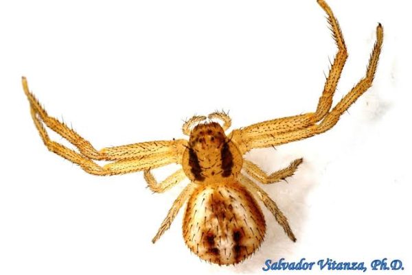 What Are Crab Spiders?