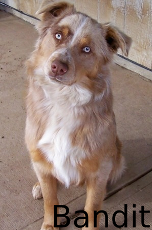 A picture of Bandit, the Aussie collie that can worm his way into anyones heart.