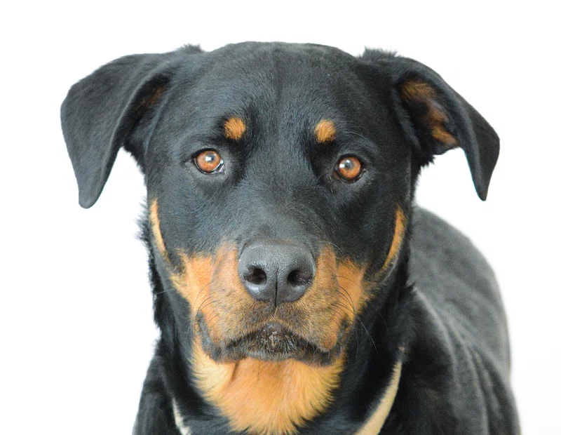 This dog is called a rottweiler and he is taking a picture