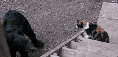 cat fighting off bear.