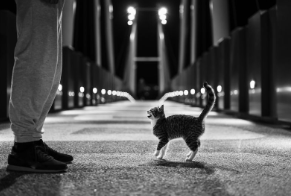 Stray Kitten 